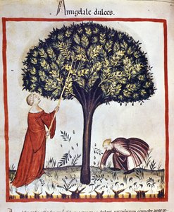 A apanhar amêndoas doces. Iluminação a partir da ordenha de medicamentos e dietética "Tacuinum sanitatis". de Unknown artist