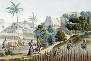 Colheita e plantio de arroz na Ilha Guam (Micronésia) de Unknown artist