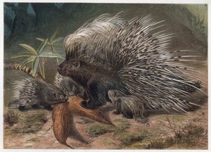 Pork epic a crete (porco-epic) - O porco-espinho crested (Hystrix cristata) - gravura de "Brehm