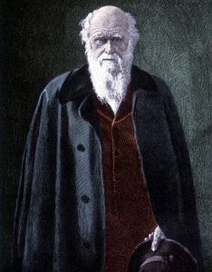 Retrato de Charles Darwin, naturalista britânico (1809 - 1882) de Unknown artist