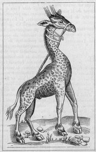 Retrato de uma girafa. (Depois de Pierre Belon de Unknown artist