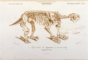 Pré-história: esqueleto do megatério (preguiçoso terrestre da família dos elefantes) mamífero fóssil. Placa de paleontologia retirada do "Dictionnaire universel d