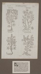 Impresso na página 1217 de &39;Of the History of Plants, Herbal de John Gerard&39; de Unknown artist