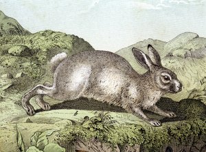 Coelho - em "História Natural dos Mamíferos", ed. Schreiber de Unknown artist