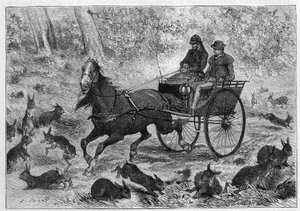 Sobrelotação de coelhos na Austrália: O carro do Sr. Williamson a passar por um bando de coelhos. Gravura em "La Nature: Revue des sciences et de leurs applications aux arts et a l