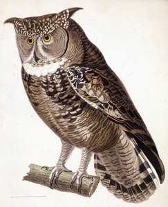 Raptor: Coruja africana. Gravura do século XIX de Unknown artist