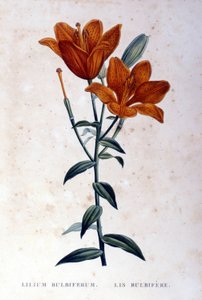 Lírio bolbífero vermelho. Gravura do século XIX. de Unknown artist