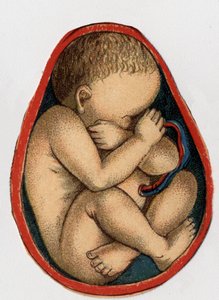 Representação de um útero com gravidez. "A nova medicação natural" por F.E. Bilz.1898. de Unknown artist