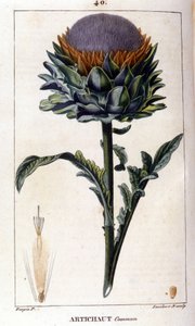 Representação da alcachofra comum. Tábua botânica. Século XIX. de Unknown artist