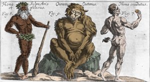 Representações de várias criaturas monstruosas: um homem da floresta ou peludo, um macaco orangotango (orang-utan, orangot outang, orang-utang) e um homem com uma cauda. Placa de "Mundi Mirabilis Oeconomia" de Johamm Zahn, sd. 1696. Milanês . de Unknown artist