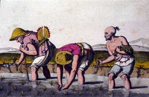 Cultivo de arroz na China. Impressão do século XIX. de Unknown artist