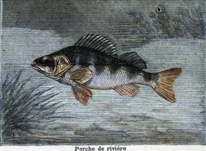 Empoleirar-se no rio. Gravura a partir de 1897 de Unknown artist