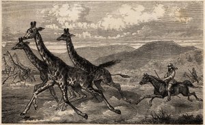 Samuel W. Baker caçando girafa na África Central, na região do Alto Nilo. Engravure pour illustration le voyage au lac Albert, en 1861-1864, de Sir Samuel White Baker, in "Le tour du monde, nouveau journal des voyages" publicado sob a direcção de Ed de Unknown artist