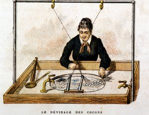 Casulos de seda - gravura de Unknown artist
