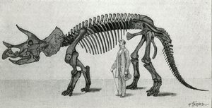 Esqueleto de um Triceratops prorsus de Unknown artist