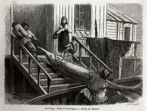 A pesca do esturjão na foz do rio Volga. Gravura para ilustrar a viagem no Volga de M.Moynet, em 1864, no "Le tour du monde, nouveau journal des voyages" publicado sob a direcção de Edouard Charton de Unknown artist