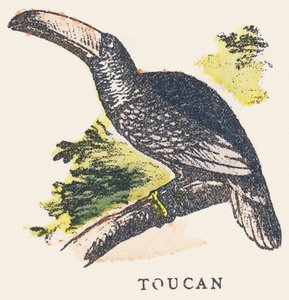 T: tucano de Unknown artist
