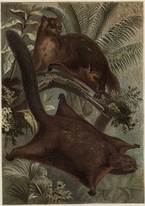 Taguan (esquilo voador) (família Sciuridae) - Esquilo (esquilo voador) - gravura de "Brehm