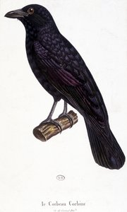 O Corbine Raven - quadro de história natural de Unknown artist