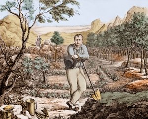 O Jardineiro de Santa Helena - Napoleão em exílio em Santa Helena, gravura de Unknown artist