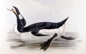 The Giant Penguin (Alca Impennis) - in The Birds of Europe" de John Gould, Londres de Unknown artist