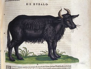 O búfalo depois de Historiae animalium por Konrad Gesner, Tiguri de Unknown artist