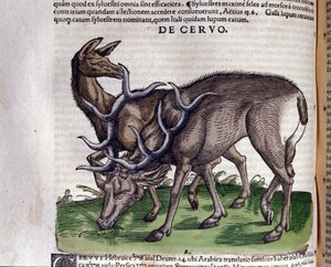 O veado depois de Historiae animalium por Konrad Gesner, Tiguri de Unknown artist