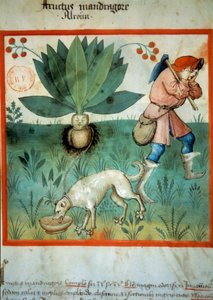 A mandrágora. Planta medicinal à qual muitas vezes foram atribuídas virtudes mágicas extraordinárias. Iluminação da ordenha de medicamentos e dietética "Tacuinum sanitatis". de Unknown artist