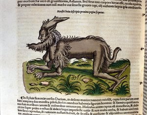 O manticore do Historia Animalium de Conrad Gesner, Tiguri 1560. Biblioteca nazionale Braidense. Milão de Unknown artist