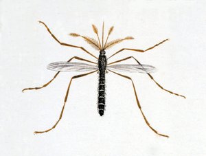 O mosquito. Quadro de história natural. Século XIX. de Unknown artist