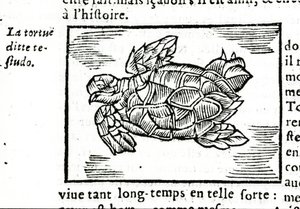 A tartaruga marinha, depois do tratado de Gerolamo Cardano (Cardanus Hieronymus) (Cardan) "De la subtlite", impresso em Rouen em 1642. de Unknown artist