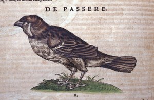 O pardal em Historia Animalium por Conrad Gesner (1516 - 1565), Tiguri de Unknown artist