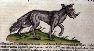 O lobo depois do Historia Animalium de Conrad Gesner, Tiguri 1560. Biblioteca nazionale Braidense. Milão de Unknown artist