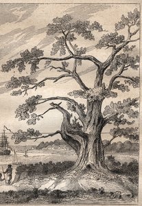Terceira viagem (1776-1779) do Capitão James Cook (1728-1779): árvore sob a qual Cook observou a passagem de Vénus - ilustração tirada de "Os Grandes Marinheiros do século XVIII". de Unknown artist