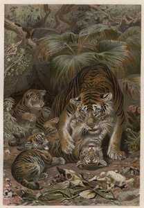 Tigre com tigres - Tigre (Panthera tigris) com crias - gravura de "Brehm