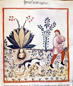 Tratado de medicina "Tacuinum sanitatis" do século XIV. Recuperar Mandrágora. Bibiloteca Nazionale Braidense. Milão de Unknown artist