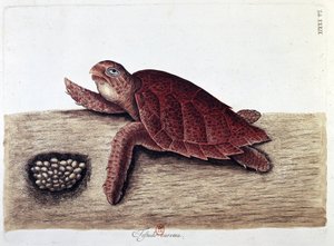 Tartaruga e seus ovos - quadro de história natural, B.N. de Unknown artist