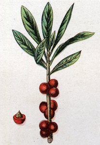 Plantas botânicas venenosas: Daphne Mezereon. Gravura em "A medicação natural", de Friedrich Eduard Bilz (1842-1922) de Unknown artist