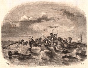 Vista, de, um, grupo, de, inglês, marinheiros, perseguindo, um, rebanho, de, morsa, em, 1818, desligado, a, costa, de, spitsbergen de Unknown