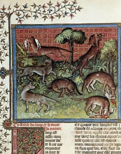 Nós damos o lema ao lobo e a toda a sua natureza. Miniatura de Gaston Phoebus (1331-1391) dit Gaston III Comte De Foix de Unknown artist