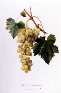 Uvas brancas. Gravura do século XIX. de Unknown artist