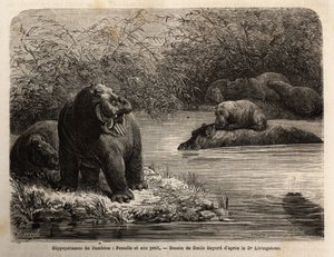 Hippotamus zambiano: fêmea e seus jovens refrescando no rio. Gravura para ilustrar as primeiras viagens do Dr. Livingstone à África Austral entre 1840 e 1856, no "Le tour du monde, nouveau journal des voyages" publicado sob a direcção de Edouard Cha de Unknown artist