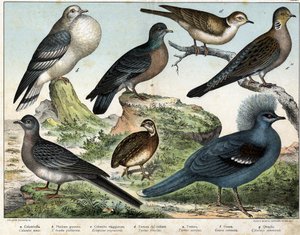 a: Pombo colombiano (Columba oenas), b: Pombo mongol (Columba gutturosa), c: Pombo migratório (Etopistes migratoria), d: Pomba turca (Turtur risorius), e: Pomba da floresta (Turtur auritus), f: Goura (Goura coronata), g: Codorniz de trigo (Coturnix communi de Unknown artist