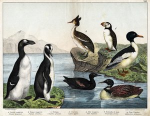 a: Peixe-vermelho comum (Mergus merganser), b: Grebe comum (Podiceps cristatus), c: Lombo-comum (Colimbus glacialis), d: Guillenot Preto (Cephis grylle), Grande Pinguim (Alca impennis), f: Puffin (Fratercula artica), g; Pinguim Real (Aptenodydydye pa de Unknown artist