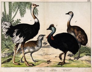 a: Abetarda grance (Otis tarda), b: Casoar (Casarius galeatus), c: Avestruz Africana (Struthio camelus), d: Nandon (Rhea Americana) -In "Natural History of Oideals", ed. Hoepli, Milão de Unknown artist