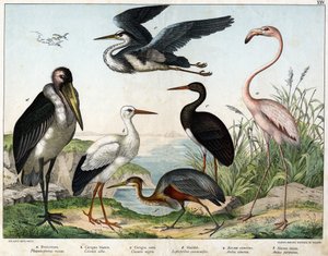 a: Fenicóptero ou Flamingo (Phoenicopterus roseus), b: Cegonha branca (Ciconia alba), c: Cegonha preta (Ciconia migra), d: Marabutis (Leptoptilus crumenifer), e: Garça branca (Ardea cinerea), f: Garça vermelha (Ardea purpurea) - em "História Natural das Av de Unknown artist