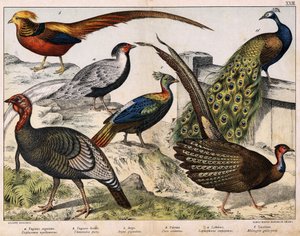 a: Faisão de prata (Euplocamus nycthemerus), b: Faisão dourado (Thaumalea picta), c: Faisão majestoso (Argus giganteus), d: Pavão azul (Pavo cristatus), e: Lophophorus impeyanus, f: Turquia (Meleagris gallo-pavo), em "Natural History of birds", ed. Hoe de Unknown artist