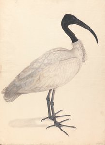 Um pássaro indiano preto e branco, (um de um par) de Unknown artist