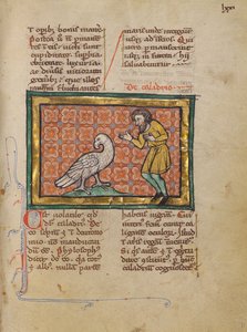 Um pássaro Caladrius de Unknown artist