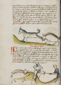 Um burro a dar um pontapé num javali; um porco a ser abatido de Unknown artist
